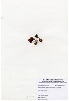 藏品(有柄褐扇藻)的圖片